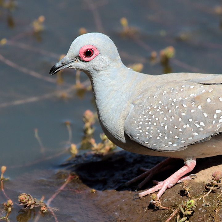 Diamond Dove (Geopelia cuneata)